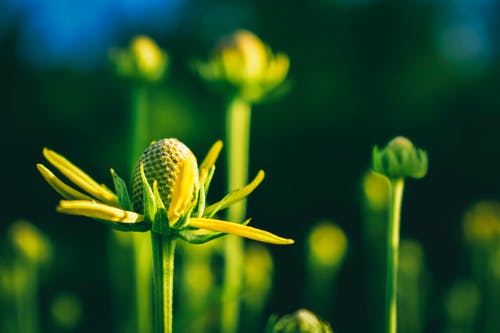 绿色植物的选择性焦点特写照片 · 免费素材图片