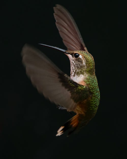 绿色和棕色蜂鸟 · 免费素材图片