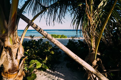 海滨绿色椰子树 · 免费素材图片