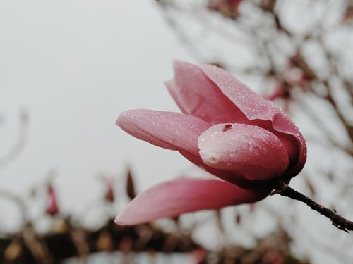 粉红色的花与水滴 · 免费素材图片