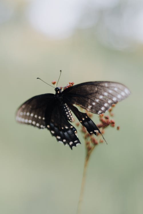 蝴蝶的特写照片 · 免费素材图片