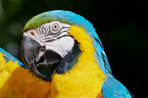 黄色和蓝色金刚鹦鹉 · 免费素材图片