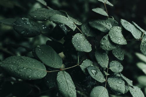 湿的叶子的特写照片 · 免费素材图片