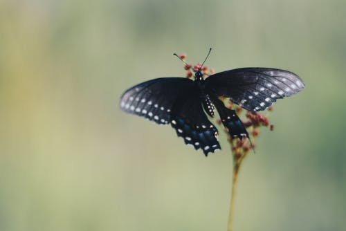 黑蝴蝶的选择性聚焦摄影 · 免费素材图片