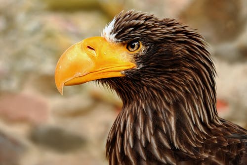 巨型鹰爱德乐鸟的特写摄影 · 免费素材图片