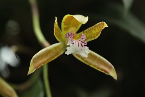 有关helcia sanguinolenta, 兰科, 丛林的免费素材图片