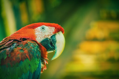 鸟的选择性聚焦摄影 · 免费素材图片