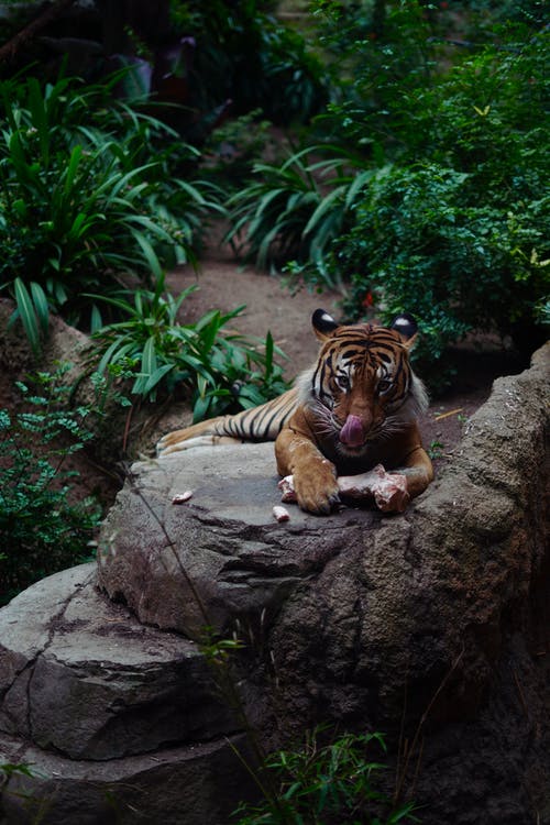 老虎吃的照片 · 免费素材图片