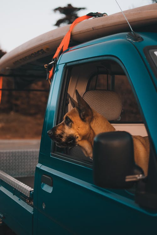 从车窗往外看的棕色狗的照片 · 免费素材图片