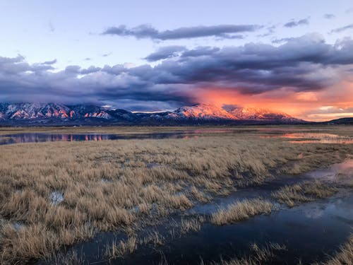 绿色植物领域 · 免费素材图片