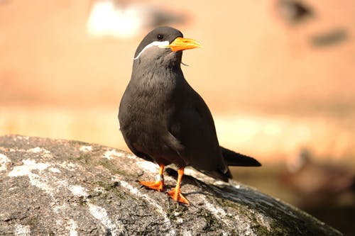 有关larosterna inca, 休息, 公园的免费素材图片