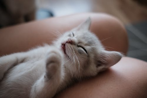 白色短毛小猫睡在人腿上的特写照片 · 免费素材图片