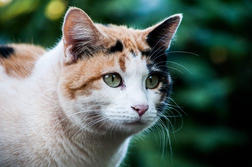 猫头的选择性聚焦照片 · 免费素材图片