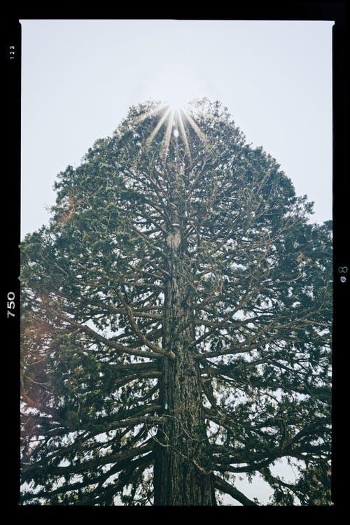 高高的树 · 免费素材图片