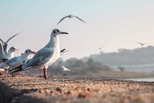 海鸟的选择性聚焦照片 · 免费素材图片