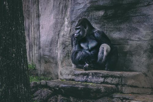 坐在岩石上的大猩猩 · 免费素材图片