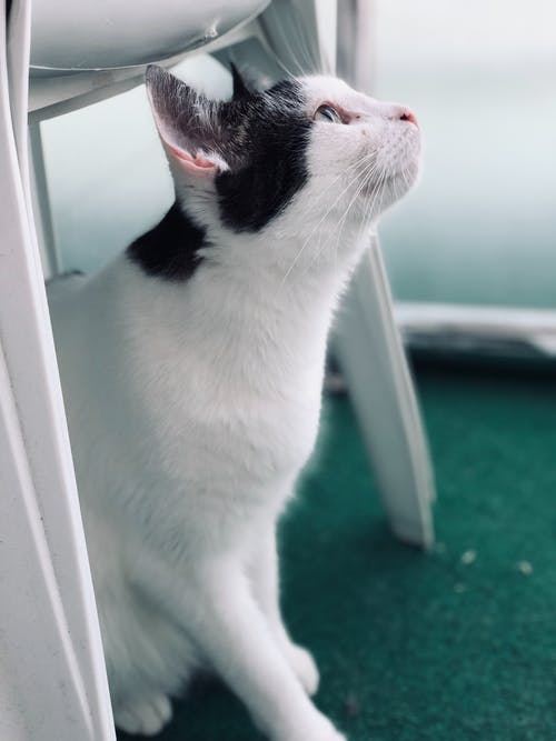 短毛黑白猫聚焦摄影 · 免费素材图片