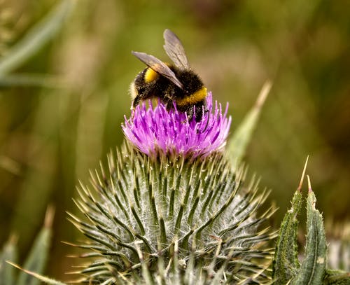 大黄蜂在宏观摄影中的紫色花 · 免费素材图片