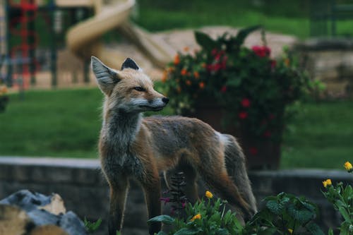 布朗和灰狐狸 · 免费素材图片