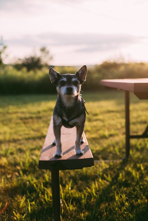 狗在长椅上的照片 · 免费素材图片