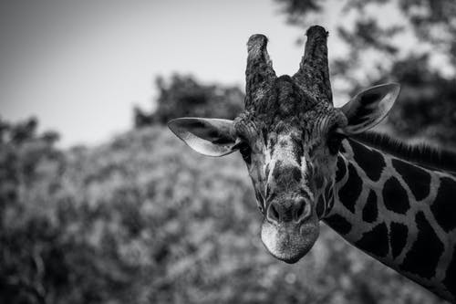 长颈鹿的灰度摄影 · 免费素材图片