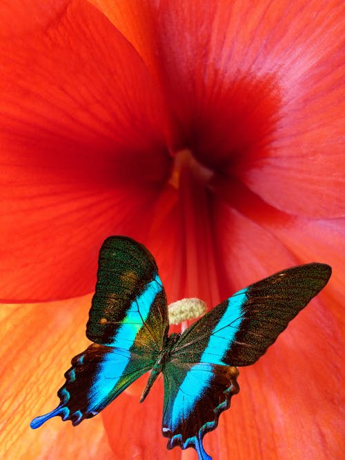 尤利西斯蝴蝶栖息在红色花朵上的特写照片 · 免费素材图片