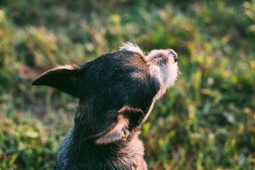短涂层的狗在草地上的选择性焦点特写照片 · 免费素材图片