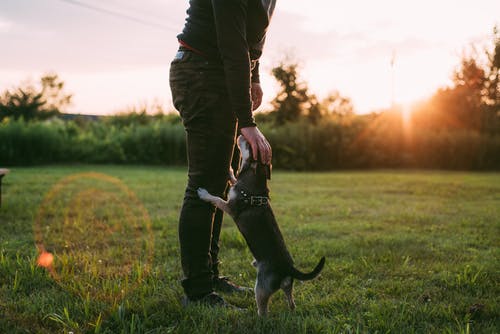 站在草地上的狗旁边的人的照片 · 免费素材图片