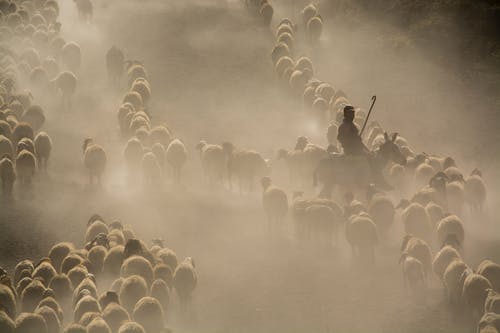 羊群照片 · 免费素材图片
