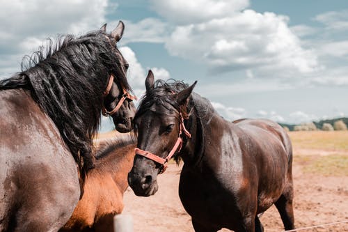 三匹棕色的马在牧场上 · 免费素材图片