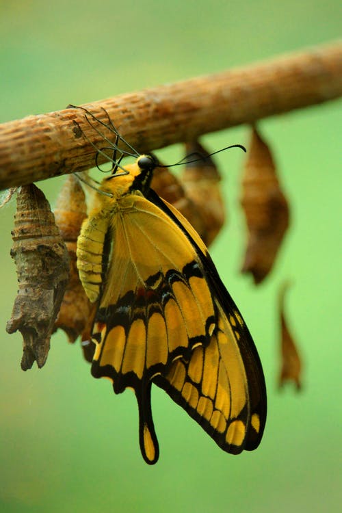 黄色和黑色蝴蝶 · 免费素材图片