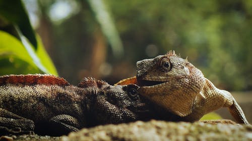 鬣蜥的特写照片 · 免费素材图片