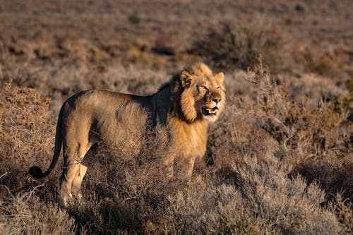 狮子在草地上的照片 · 免费素材图片