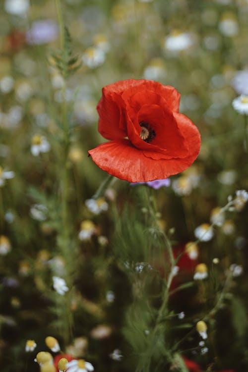 红色的罂粟花的选择性焦点特写照片 · 免费素材图片