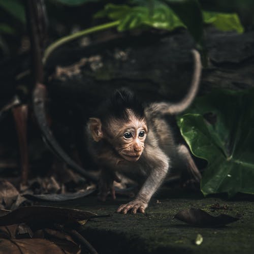 年轻猕猴照片 · 免费素材图片