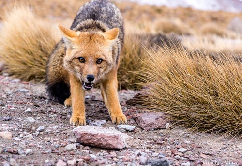 在秋天在场附近的砾石地面上害怕的狐狸 · 免费素材图片