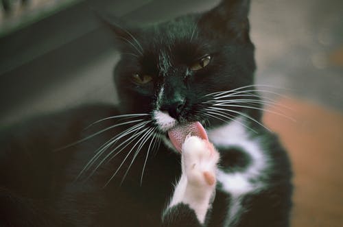 黑猫的选择性聚焦摄影 · 免费素材图片