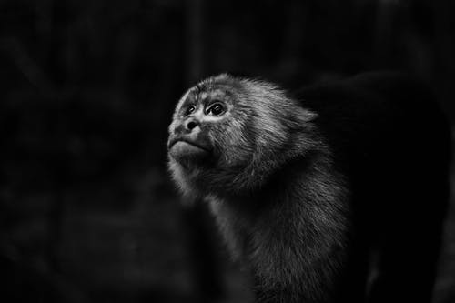 猴子向上看的单色照片 · 免费素材图片
