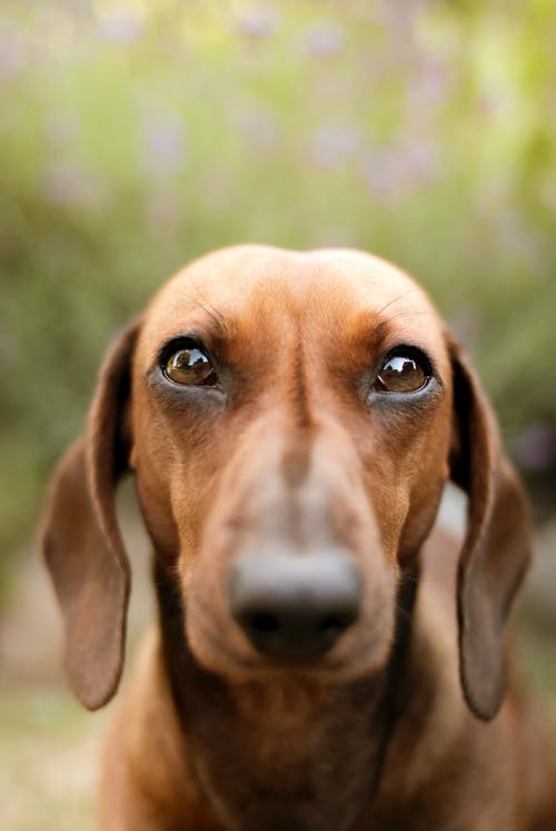 布朗腊肠犬的选择性聚焦照片 · 免费素材图片
