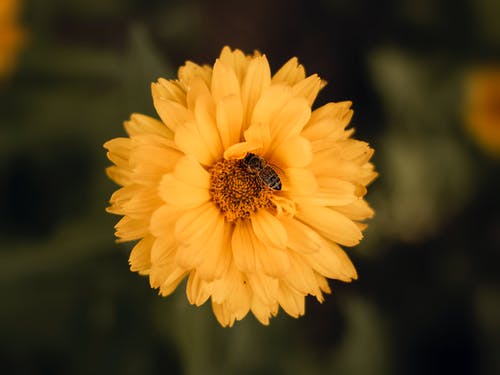 蜜蜂在黄色花朵上的选择性焦点照片 · 免费素材图片