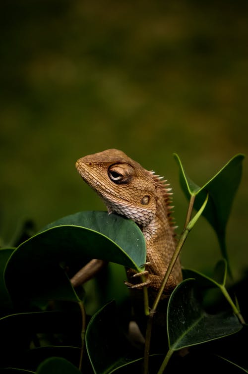 鬣鳞蜥在叶子上的特写照片 · 免费素材图片