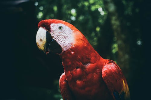 猩红色金刚鹦鹉鹦鹉的选择性聚焦照片 · 免费素材图片