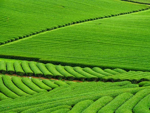 绿地 · 免费素材图片