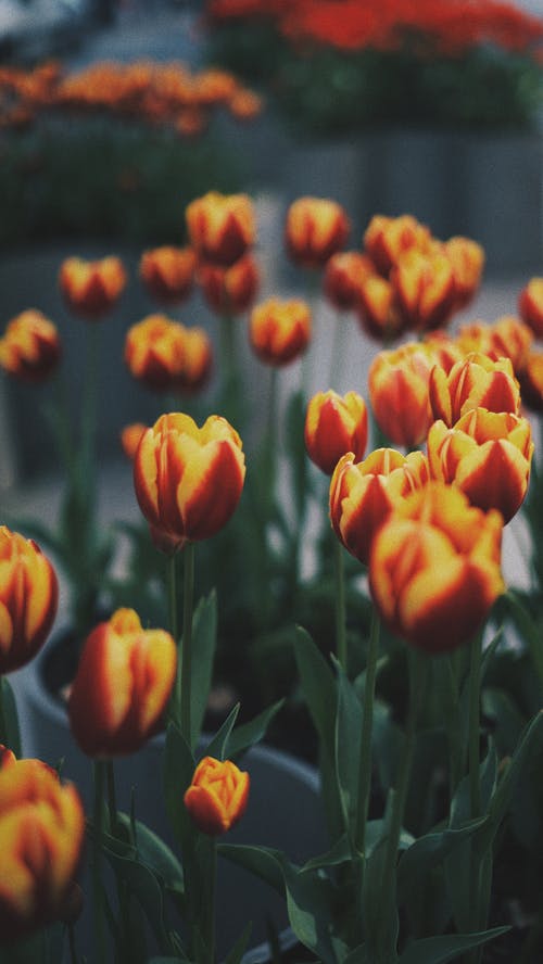 花的特写照片 · 免费素材图片