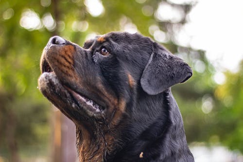 狗的特写照片 · 免费素材图片