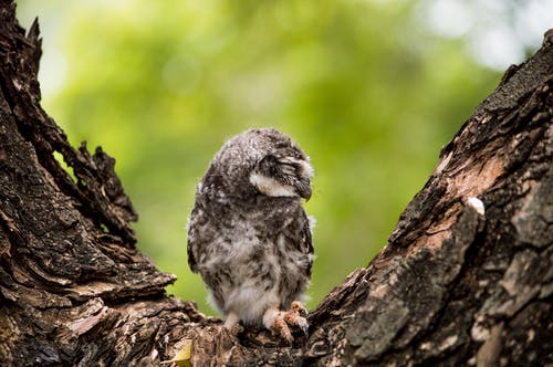 灰白鸟 · 免费素材图片