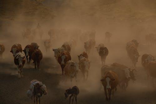 白色和棕色的牛 · 免费素材图片