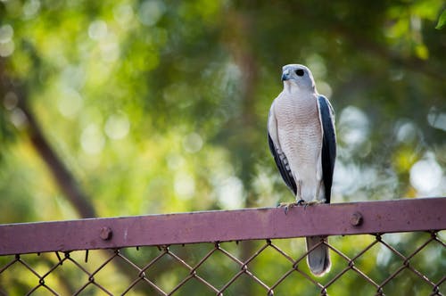 鸟栖息在栅栏上的照片 · 免费素材图片