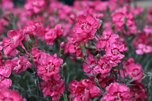 粉红色的花瓣 · 免费素材图片