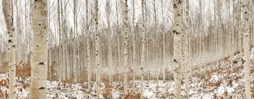 桦树摄影 · 免费素材图片